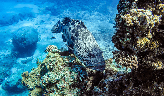 Lizard-Island_Great-Barrier-Reef_Reef-Expedition-Cod